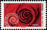 Dynamiques Rose rouge (Rosa Sp.)