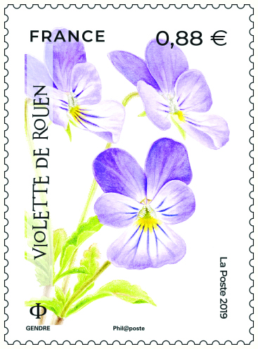 Violette de Rouen