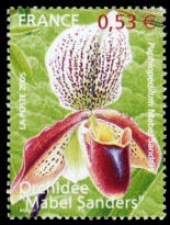 Orchidée Mabel Sanders Paphiopedilum Mabel Sanders