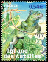 Iguane des Antilles