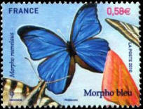 Morpho bleu - Morpho menelaus