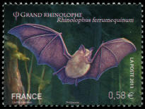 Grand Rhinolophe Rhinolophus ferrumequinum