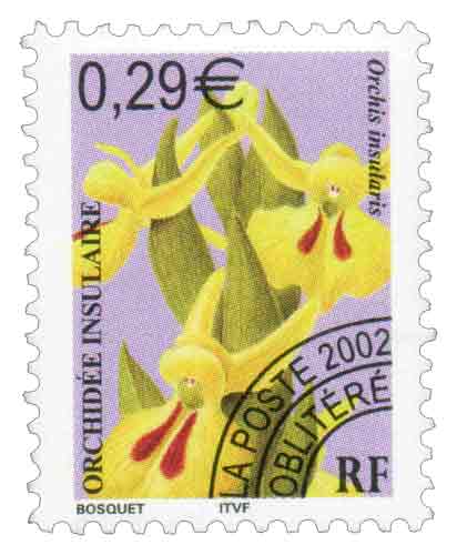 ORCHIDÉE INSULAIRE Orchis insularis