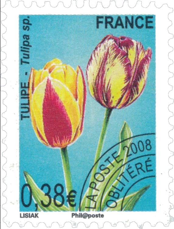TULIPE – Tulipa sp.