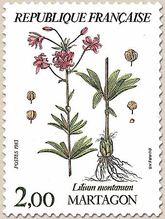 MARTAGON Lilium montanum