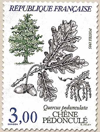 CHÊNE PÉDONCULÉ Quercus pedunculata