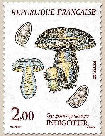  INDIGOTIER Gyroporus cyanescens