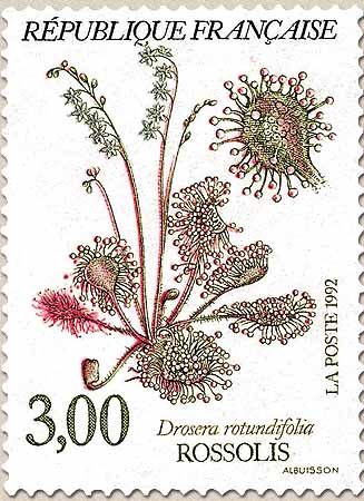 ROSSOLIS Drosera rotundifolia
