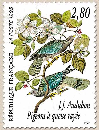 J.J. Audubon Pigeons à queue rayée