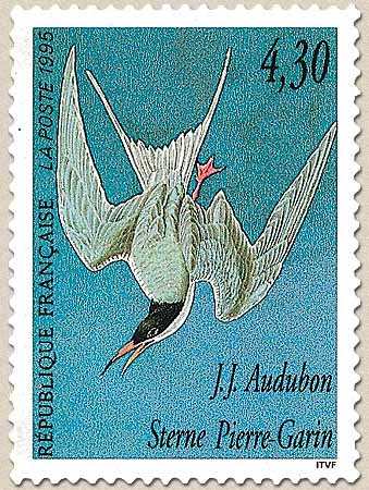 J.J. Audubon Sterne Pierre-Garin