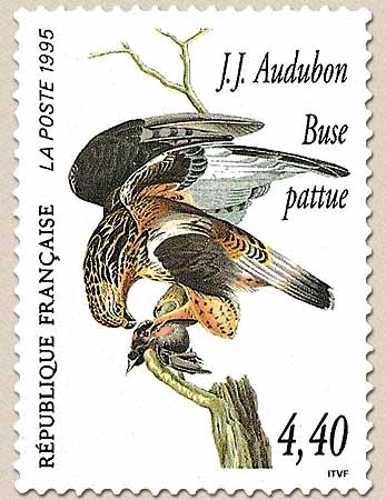 J.J. Audubon Buse pattue