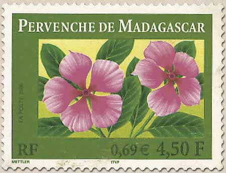 PERVENCHE DE MADAGASCAR